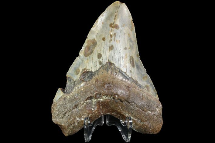 Bargain, Fossil Megalodon Tooth - North Carolina #86962